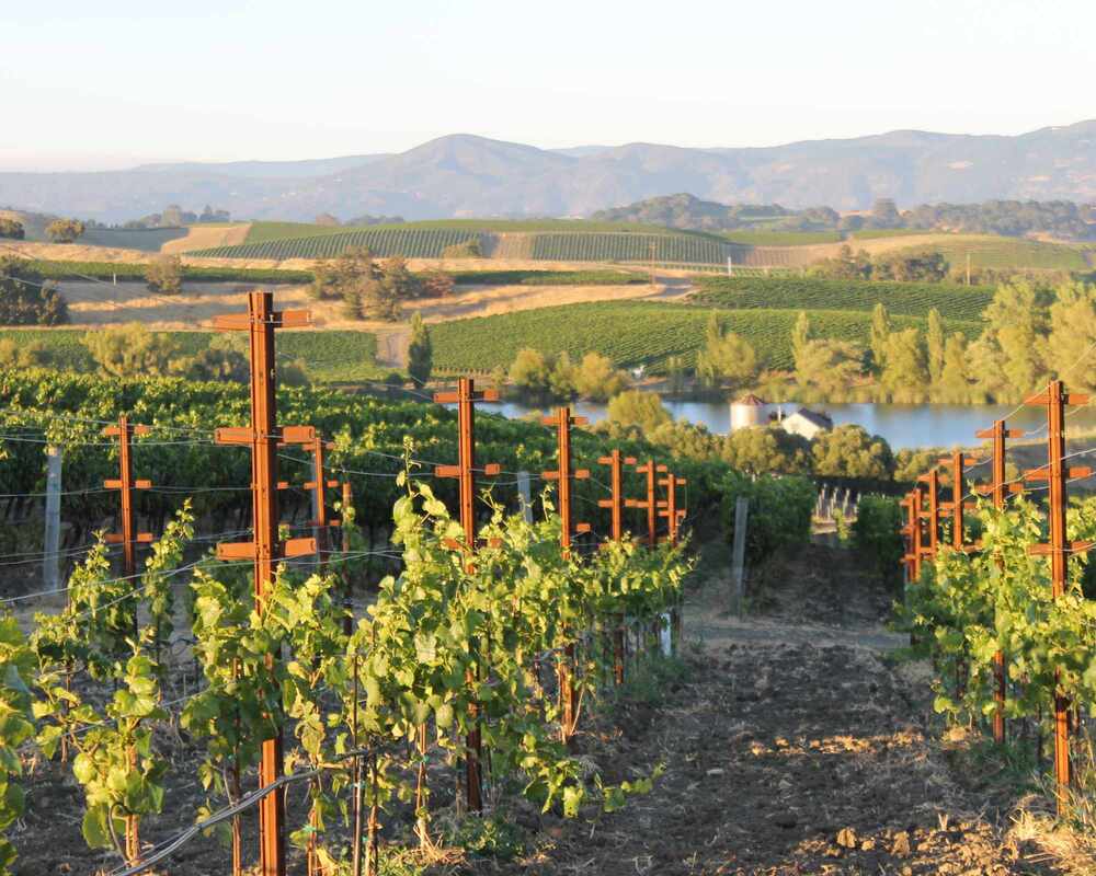 A stunning vineyard featuring rolling hills, trees and vines